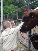 Lieve koe